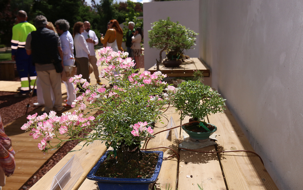 Imagen Museo del Bonsai. Horarios