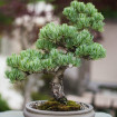 Imagen Museo del Bonsai